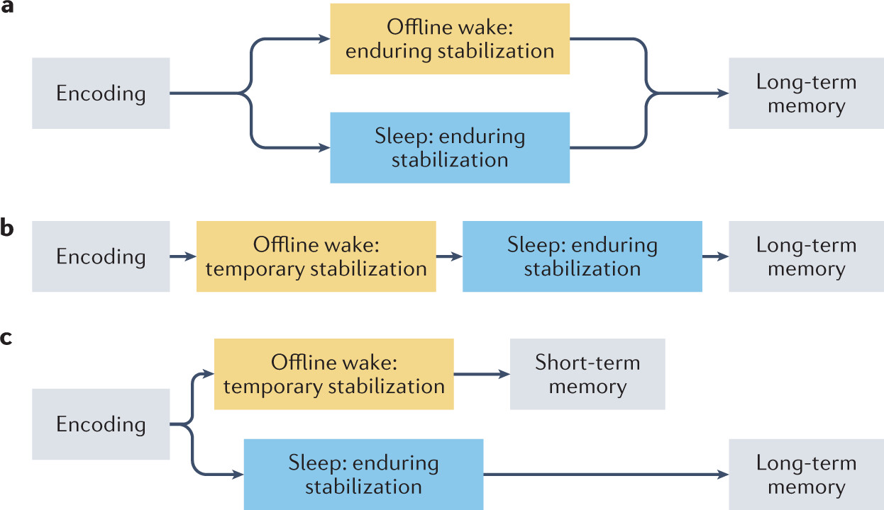 Offline memory consolidation during waking rest – Surtil